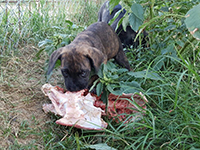 cucciolo cane corso tigrato